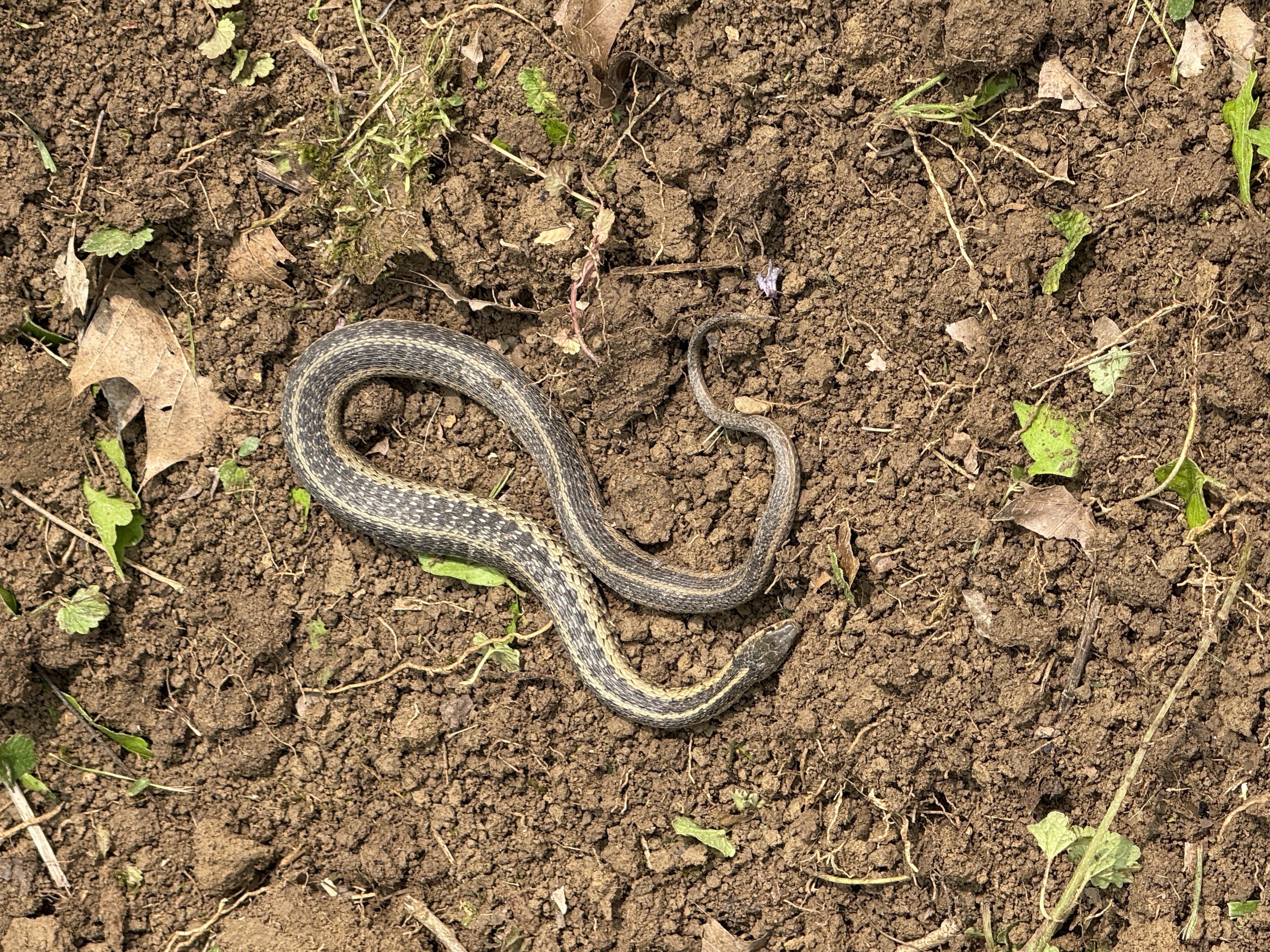 Darrell and Jillian Mosley 